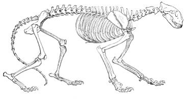 Изображение вопроса На рисунке показан скелет млекопитающего. Формиров...
