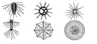 Изображение вопроса Показанные на рисунке приспособления к парению в в...