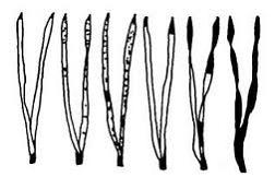 Изображение вопроса К последствиям загрязнения атмосферного воздуха от...