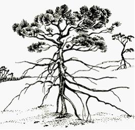 Изображение вопроса На рисунке показано обнажение корневой системы сос...