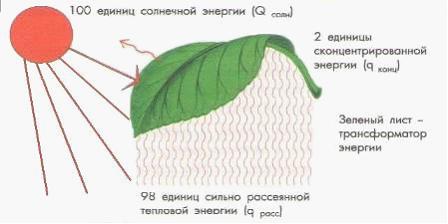 Изображение вопроса В процессе фотосинтеза, схема которого представлен...