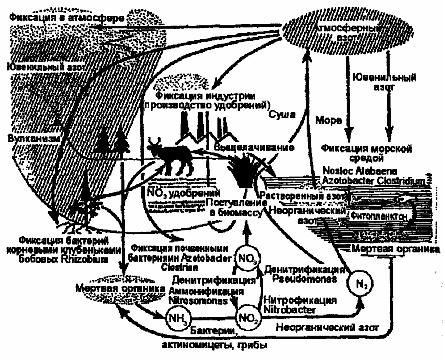 Изображение вопроса Выберите на схеме круговорота азота биологические ...
