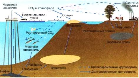 Изображение вопроса Основными факторами, нарушающими круговорот углеро...