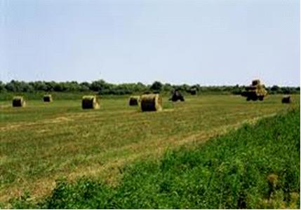 Изображение вопроса Представленная на рисунке агроэкосистема отличаетс...