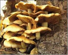 Изображение вопроса Представленные на рисунке грибы, использующие дере...