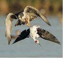 Изображение вопроса Показанный на рисунке тип взаимодействия между дву...