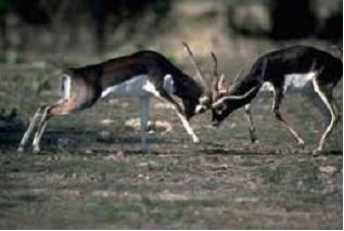 Изображение вопроса Взаимоотношения, представленные на рисунке, называ...