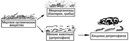 Изображение вопроса На рисунке показана схема трофической цепи, начина...