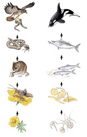 Изображение вопроса На рисунке показаны схемы пищевой цепи __&...