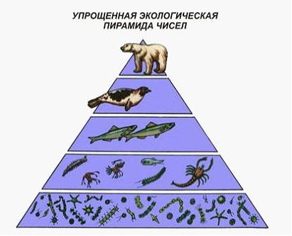 Изображение вопроса Установите последовательность организмов, занимающ...