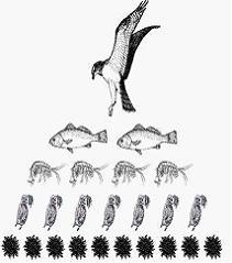 Изображение вопроса Установите последовательность организмов, занимающ...