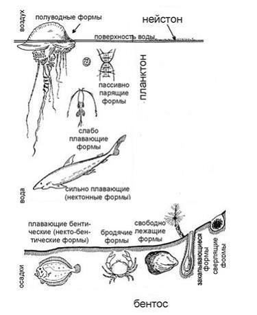 Изображение вопроса На рисунке показаны обитатели водной среды жизни, ...