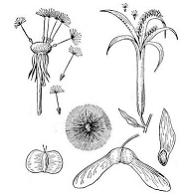 Изображение вопроса В наземно-воздушной среде жизни, благодаря подвижн...