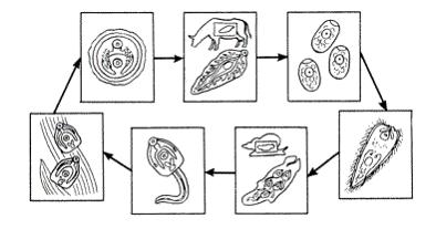 Изображение вопроса Печеночный сосальщик, цикл развития которого показ...