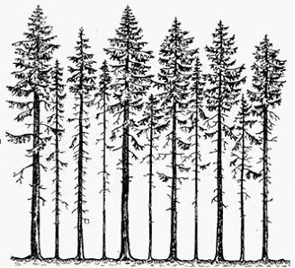 Изображение вопроса На рисунке представлена посадка ели обыкновенной, ...