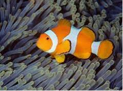 Изображение вопроса Представленная на рисунке рыба-клоун, которая пряч...