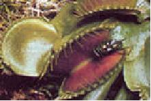 Изображение вопроса Представленные на рисунке взаимодействия между рас...