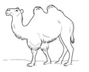 Изображение вопроса Механизмы приспособления к недостатку воды вида, п...