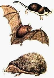 Изображение вопроса На рисунке представлены гетеротермные виды животны...