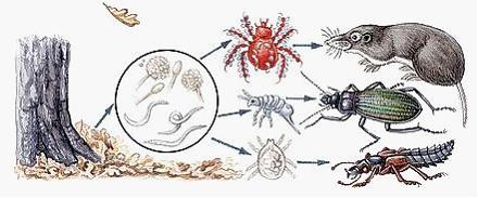 Изображение вопроса На рисунке показана пищевая цепь …...