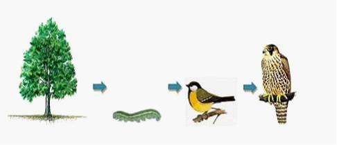 Изображение вопроса На рисунке показана пищевая цепь, которая является...