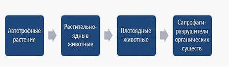Изображение вопроса Трофический уровень – это место каждого звен...
