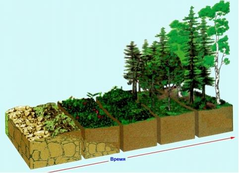 Изображение вопроса На рисунке показана смена биоценозов, которые сфор...