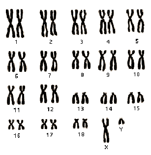 Изображение вопроса На рисунке представлен хромосомный набор домашней ...