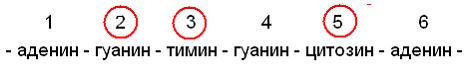 Изображение вопроса На рисунке приведена последовательность 6 нуклеоти...